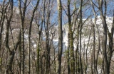 Canale- Maiori-dal-bosco