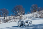 neve